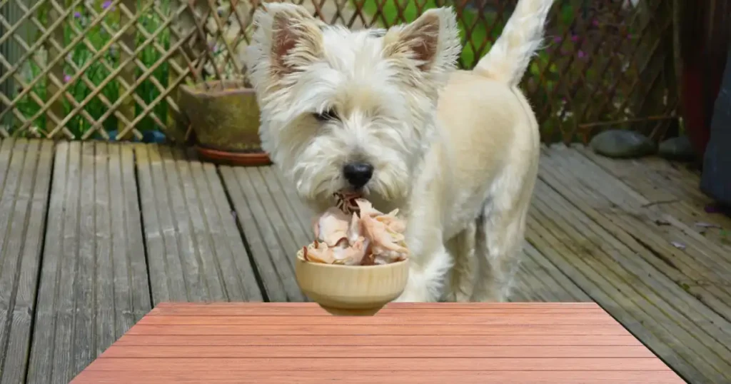 Dog eating dehydrated chicken