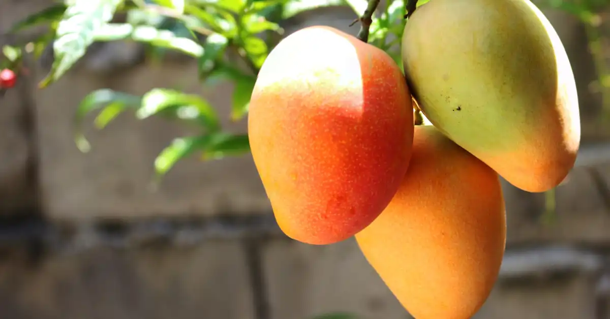 Fresh Mangos